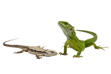 Fototapeta premium Green and Brown Lizards Reptile Pair Isolated on Transparent Background