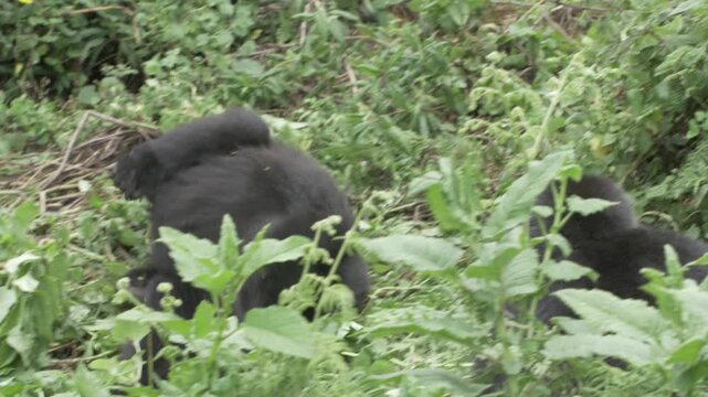 Berggorilla spielt mit kleinen Berggorilla am Abhang