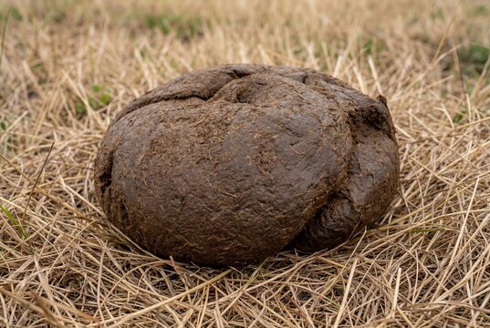 Cow dung bosta on dry grass natural fertilizer agriculture concept