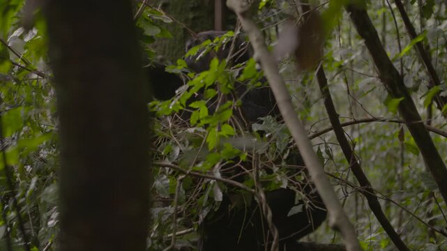 Berggorilla sitzt im Baum und isst Bl&auml;tter