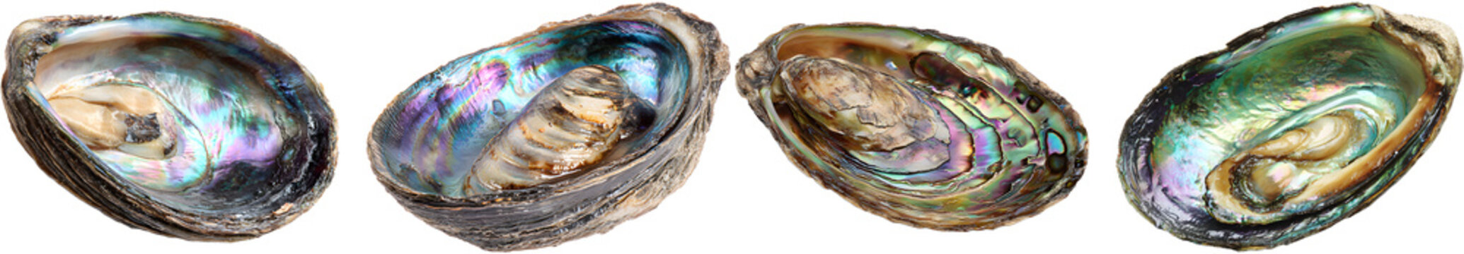 Four Pāua Shells Displayed Together Iridescent Ocean Texture Colorful Abalone Marine Natural Pattern Isolated Background Composition
