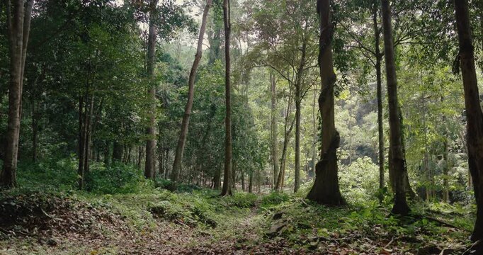 Tropical forest trees stand in dense green jungle with sunlight filtering through the canopy. Natural forest floor with leaves and vines climbing tree trunks in summer daylight.