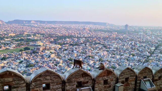 Wide panoramic view of Jaipur, India, with tightly packed city buildings stretching to hills in distance, while monkeys sit on curved stone battlements of a historic fort in foreground.