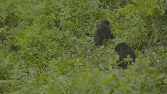 Kleiner Berggorilla geht Abhang hoch
