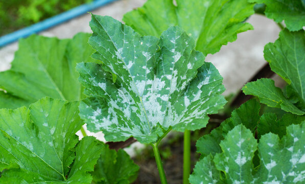 Large green leaf of garden plant showing clear symptoms of powdery mildew fungal infection, white patches visible on surface of foliage