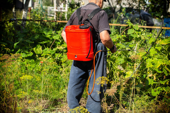 A pensioner with a modern red sprayer treats plants in the summer at his dacha. Increasing yield with succinic acid. Copy space for text, industry