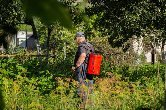An elderly man with a red sprayer treats plants with ammonia to protect them from diseases and pests at his dacha. Copy space for text, industry