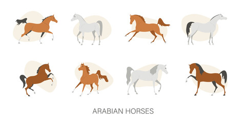 Obraz premium Set with beautiful Arabian horses, vector illustration