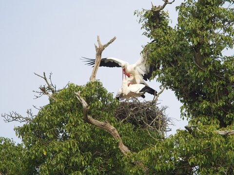 A pair of white storks mating  on a nest at the top of a tree . Birds . Behaviour . Courtship 