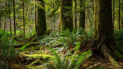 Ferns In The Rainforest © JEFF