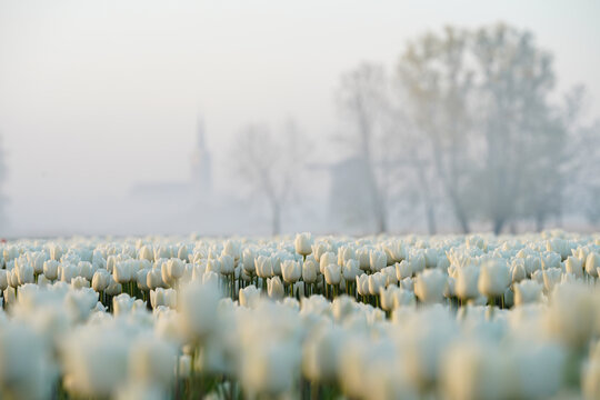 View of a vast field of pristine white tulips stretching into the hazy distance, where a church spire and trees fade into the soft light, Ursem, Netherlands.