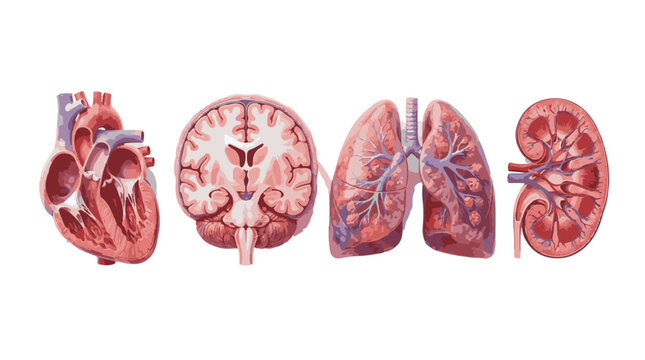 Set of Human Organ Anatomical Illustrations Heart Brain Lungs and Kidney Cross Sections