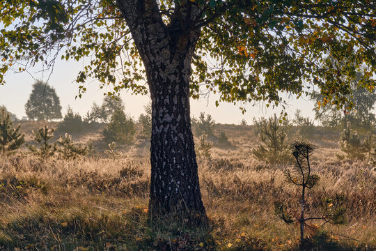Lunenburger Heath: View of a birch tree stands tall, its bark a stark contrast to the golden field and the soft, hazy sunlight filtering through the distant trees, Wesel, Lower Saxony, Germany.