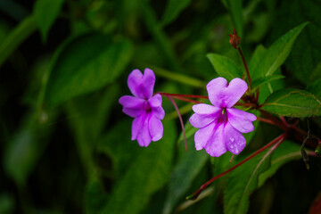 Fototapeta premium Vibrant Purple Flowers in Lush Greenery.