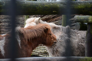 Koniki drapiące się zębami, końskie zaloty  © Marek