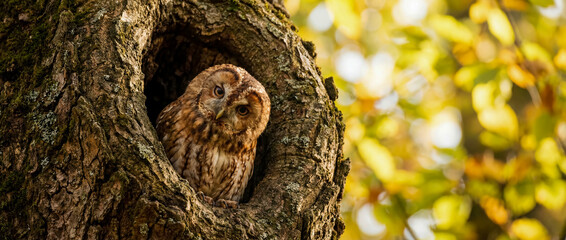 Fototapeta premium Close-up of beautiful tawny owl with captivating eyes peering intently from its natural tree hollow nest, surrounded by vibrant golden autumn foliage, showcasing wilderness beauty.