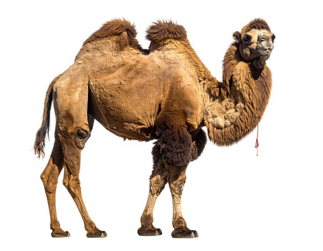 Camel with a distinctive hump and textured brown fur standing on a plain
