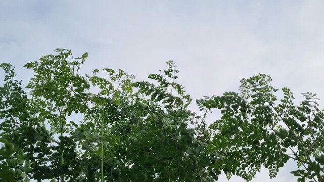 Green Moringa Oleifera Leaves Blowing in the Wind Against a Bright Sky.