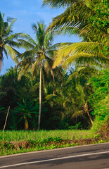 Obraz premium Tropical palm trees by roadside scenery.