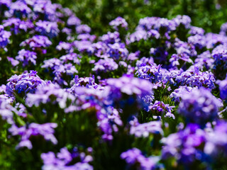 Fototapeta premium Close-up shot of delicate purple flowers in a garden, showcasing their intricate petals and vibrant color in natural daylight