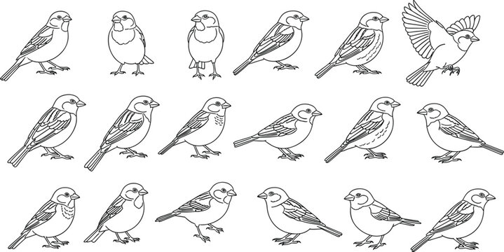 Small Bird Outline Icon Collection with Various Cute Birds in Different Poses Minimal Line Art Wildlife Set