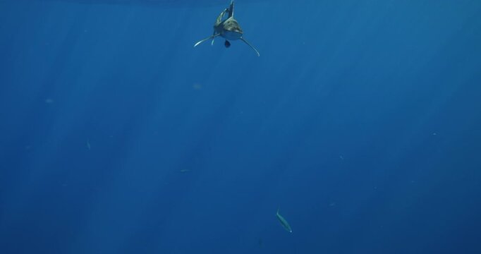 Oceanic Whitetip Shark Carcharhinus longimanus swim under surface of blue water. large dangerous shark inhabiting tropical in underwater Mauritius, Indian Ocean. Rare footage. Wildlife marine nature