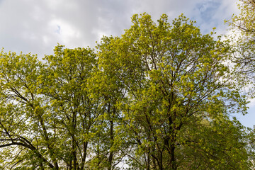 Fototapeta premium the green foliage on maple trees in the spring season during the flowering of the maple tree, a large number of green foliage and green flowers on the branches of the tree in warm spring weather