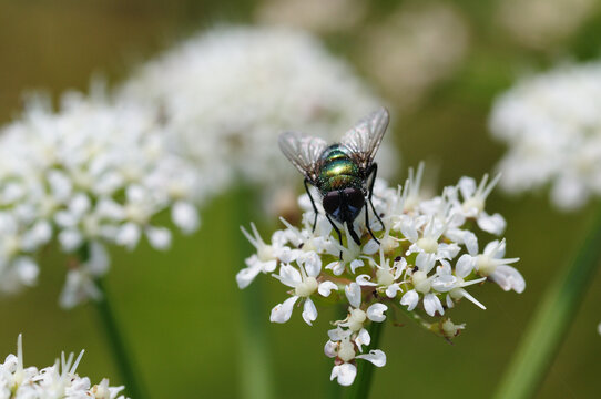 Blow fly on flower