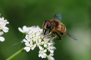 Bee © Mário Filipe