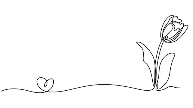 tulip flower continuous one line drawing animation, Continuous one line drawing of beautiful spring flowers graphic animation. Alpha channel. Single line art bouquet of tulips on transparent