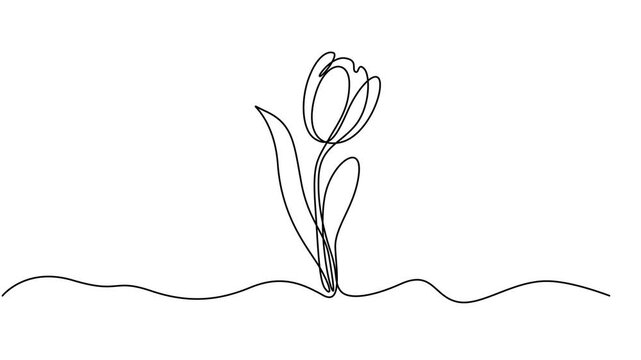 tulip flower continuous one line drawing animation, Continuous one line drawing of beautiful spring flowers graphic animation. Alpha channel. Single line art bouquet of tulips on transparent