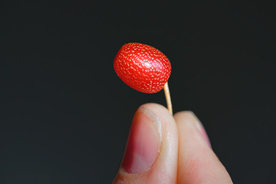 Goumi berry. Freshly harvested red gumi berry with white dots against dark bokeh background. Person holding tiny red berry with silver spots. Selective focus