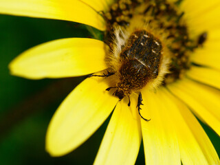 Scarab © Mário Filipe