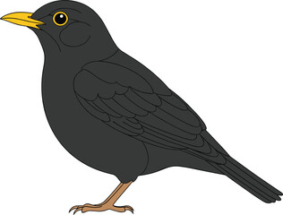 Fototapeta premium Blackbird Cartoon Side View with Yellow Beak Detailed Bird Animal Vector Illustration Isolated on White Background