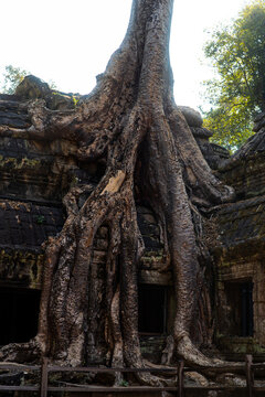 View of the ancient Ta Prohm Temple, where colossal tree roots embrace weathered stone, a testament to nature's enduring power, Siem Reap, Siem Reap Province, Cambodia.
