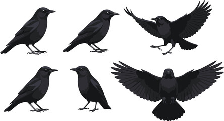 Fototapeta premium Crow Bird Realistic Set with Flying and Standing Poses Black Wildlife Animal Vector Collection Isolated on White Background