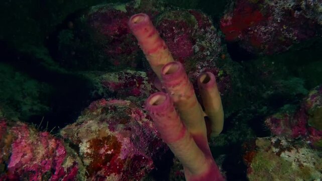 Footage showing tube sponges and a Crimson Soldierfish (Murdjan) swimming among coral reef structures, highlighting marine biodiversity.