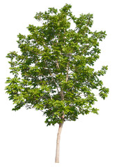 PNG format of tree with transparent background design Ready to drag and drop into any project. © angkhan