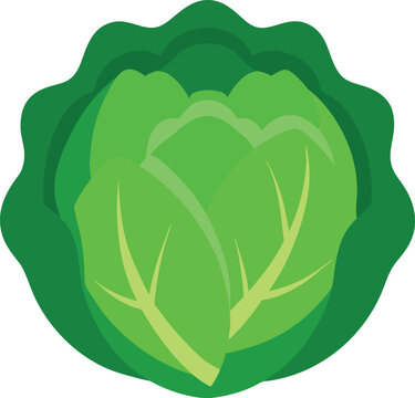Cabbage vector illustration