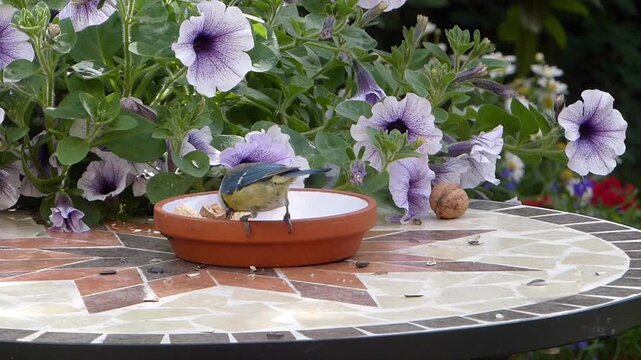 Eurasian Blue Tit Bird Feeding on Garden Table with Purple Petunia Flowers