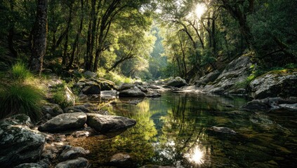 Obraz premium Sunlit forest stream with mossy rocks reflecting lush greenery