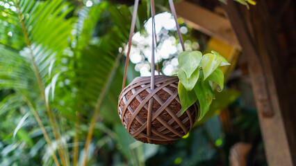 Hanging potted green plant in a woven rattan basket with trailing leaves, set in a lush tropical garden. a natural and calming decorative outdoor scene. © Rijjal