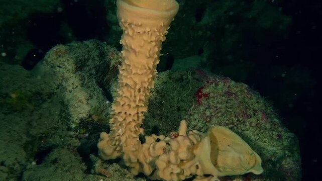 Underwater footage featuring a Prickly Tube Sponge (Callyspongia aculeata) or similar demosponge species, emphasizing coral reef textures and marine life.