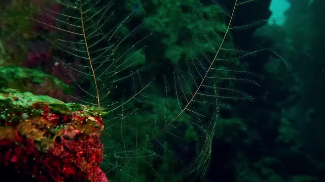 Close-up footage of a hydroid colony (Class Hydrozoa) attached to coral structures, showing the intricate details of these marine invertebrates.
