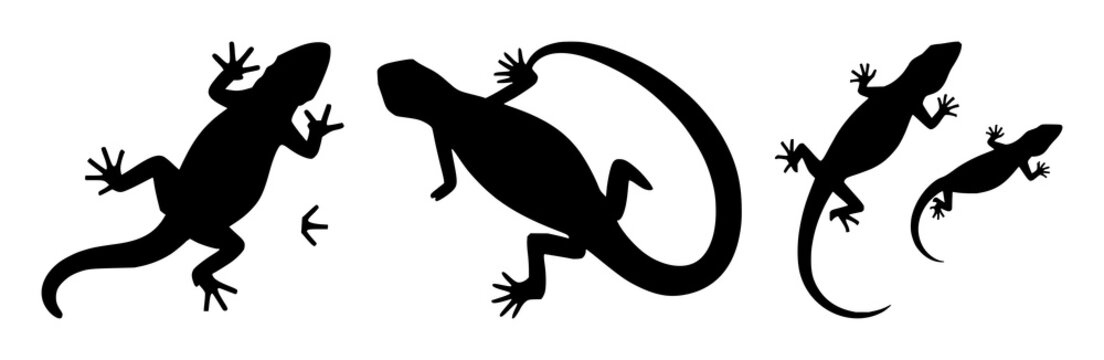 Lizard silhouette set with simple black outline on neutral background featuring reptile, animal, silhouette with bold and minimal