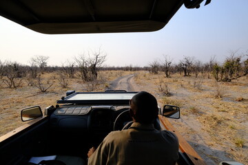 Safari view from open vehicle driving through dry landscape of Okavango Delta, Botswana. Immersive African wilderness experience highlighting vast terrain and unique wildlife environment. © Massi Arezki