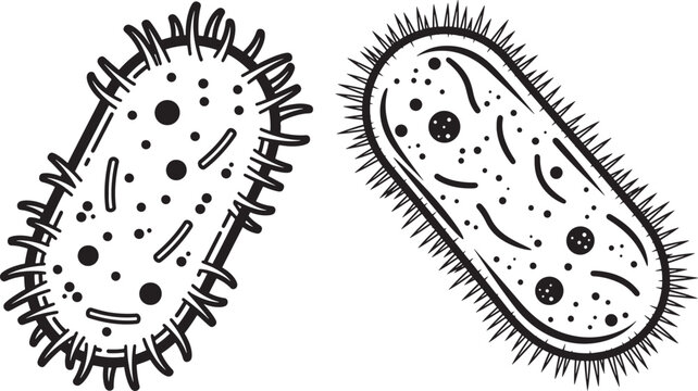 Two cartoon paramecium with cilia, microscopic organism outline illustration, simple science graphic, Single Celled