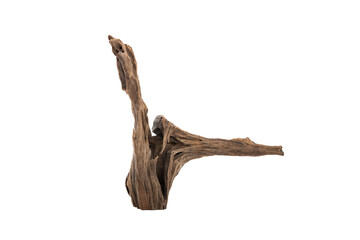 Fototapeta premium Ancient, dried tree roots with unique and beautiful shapes against a white background.