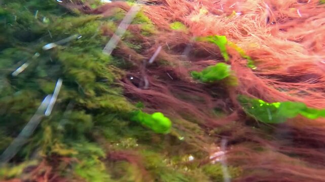 Macroalgal macrophytes in the Black Sea: green algae (Ulva intestinalis, syn. Enteromorpha intestinalis) and red algae (Rhodophyta) undulate in a fast-flowing water current over coastal rocks 