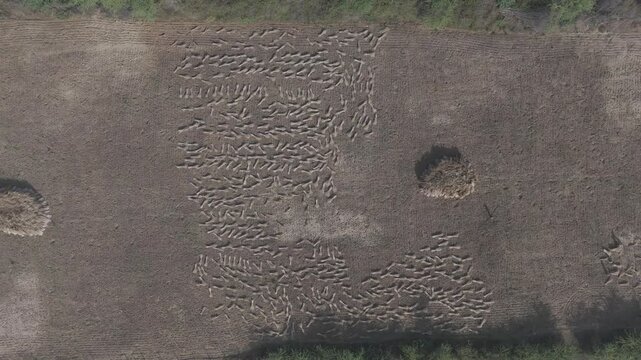Top-down aerial view of agricultural fields in Bhilwara, Rajasthan during spring harvest, showing farmers making and stacking wheat bundles forming abstract patterns across farmland.